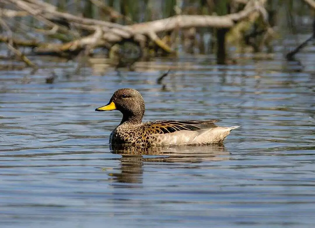 Yellow-billed Duck